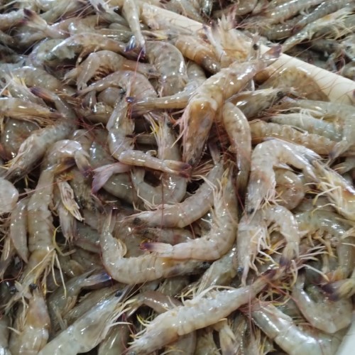  Pesca do camarão fica proibida até o final de abril